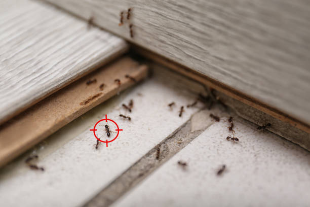 Best Pest Control Treatment  in Hammond, IN