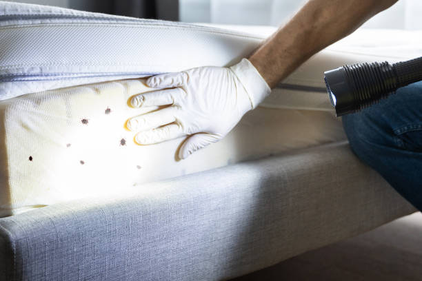 Best Local Pest Control Services  in Hammond, IN