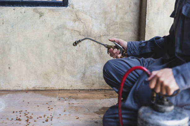 Best Termite Control Services  in Hammond, IN